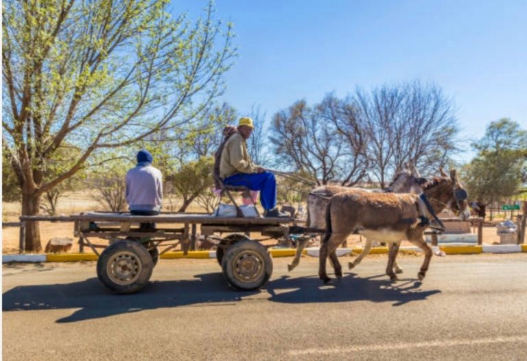 ‘StoneAge’ DonkeyDrawn Carts Ply Zimbabwe’s Abandoned Remote Routes