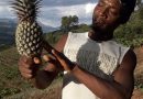 Ecstasy as Zimbabwe’s smallholder farmers secure European pineapple market