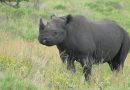 For Zimbabwe’s black rhinos Covid-19 has been a godsend