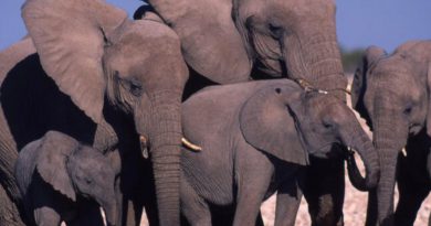 In Hwange, conflict escalates between elephants and humans