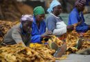 Zimbabwe’s tobacco rebounds amid worries over health, labour