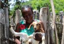 Big bucks: Drought-hit Binga villagers cut poverty, poaching with larger goats