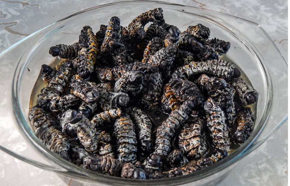 ‘Vibrant’ cross-border trade in mopane worms from Botswana to South Africa